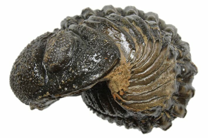 Long Partially Enrolled Morocops Trilobite - Morocco #296634